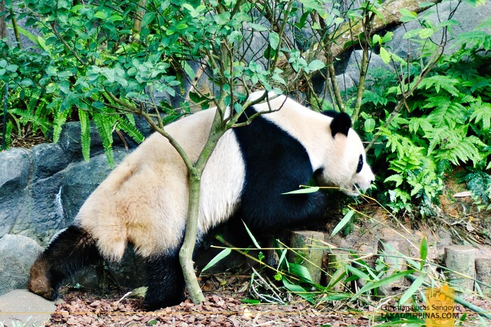 Jia Jia, One of Singapore's Giant Pandas