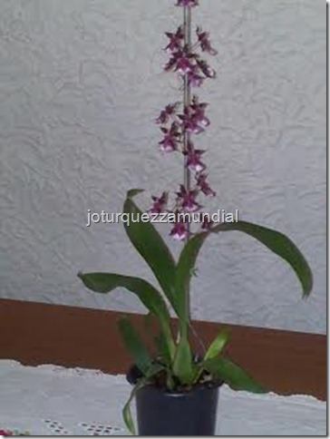 BLOG mundial - orquídea Hav 3