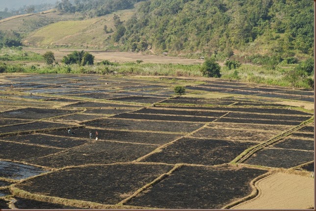 Burnt rice paddies in Pang Hat 4