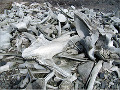 c0 Bones in a whale graveyard.