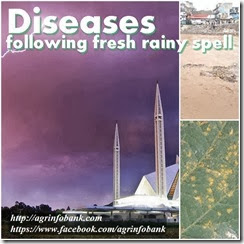 Diseases following fresh rainy spell