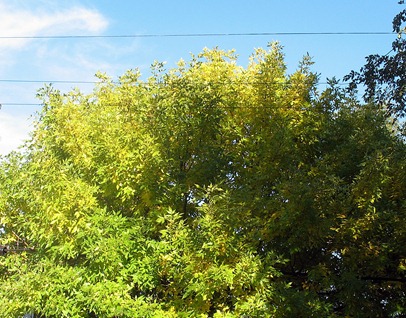 Tree in back 2012