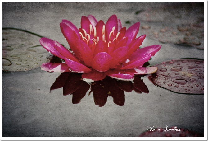 red waterlily 1with mayzee texture