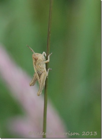 10-grasshopper