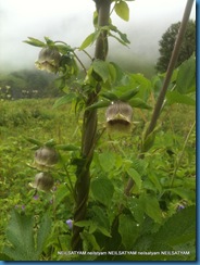 Codonopsis virdis - Bonnet Bellflower