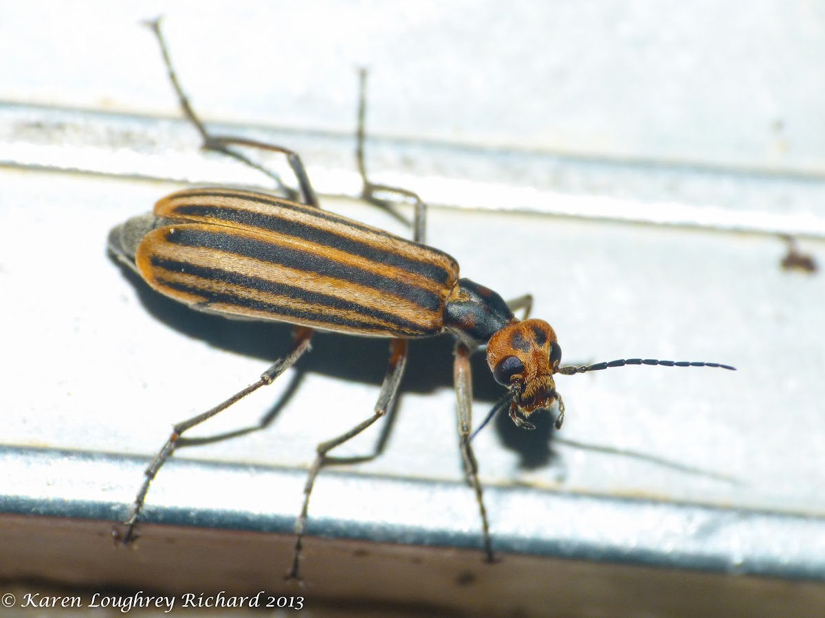 Bentsen blister beetle
