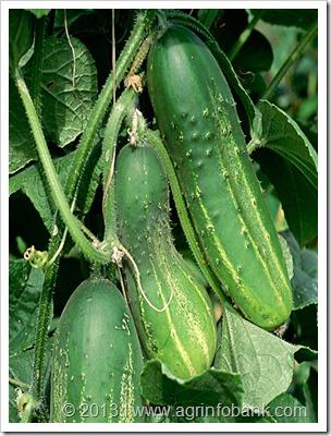 Seed-Cucumber