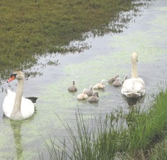 swans 5.2012 2