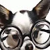 Most Funny Best of Funny cats, cute cats, Top 10 funny dogs, funny animals funniest videos