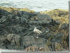 gull on rocks