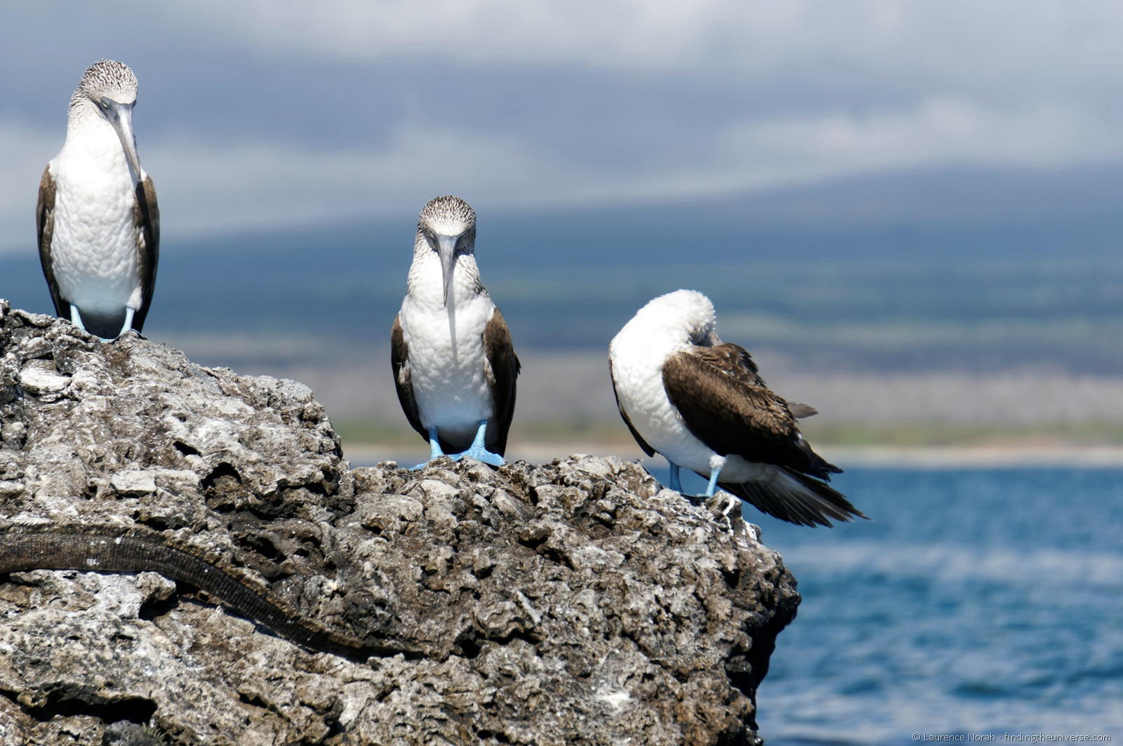 [blue%2520footed%2520boobies%2520Galapagos%255B3%255D.jpg]