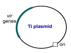 Ti Plasmid