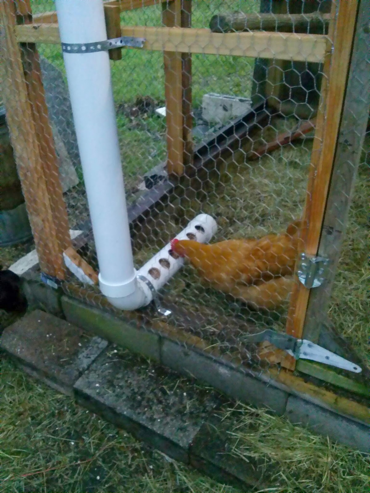 chadtheartist72 PVC Pipe Chicken Feeder