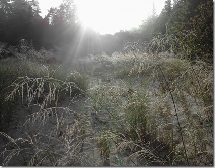 pet_morning_sand_dune