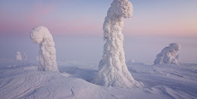 Frozen Trees of the Arctic: Photography by Niccolò Bonfadini