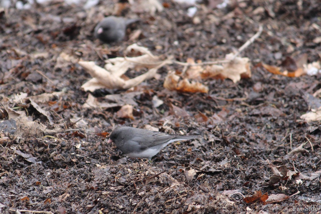 [Juncos%2520are%2520here%255B10%255D.jpg]