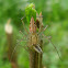 Lynx Spider