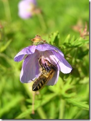včely na květu a matečniky 087