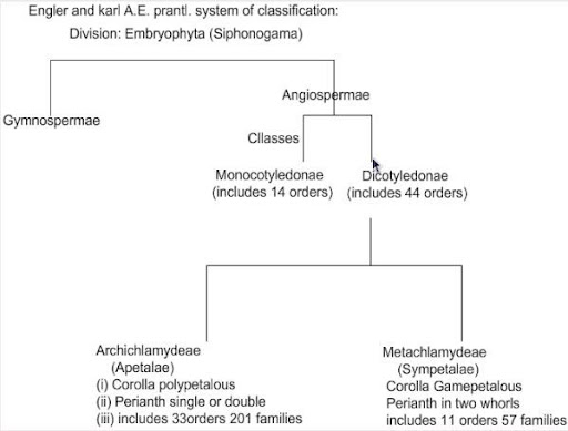 Plant Divisions Chart