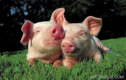 [porosyata%255B6%255D.jpg]