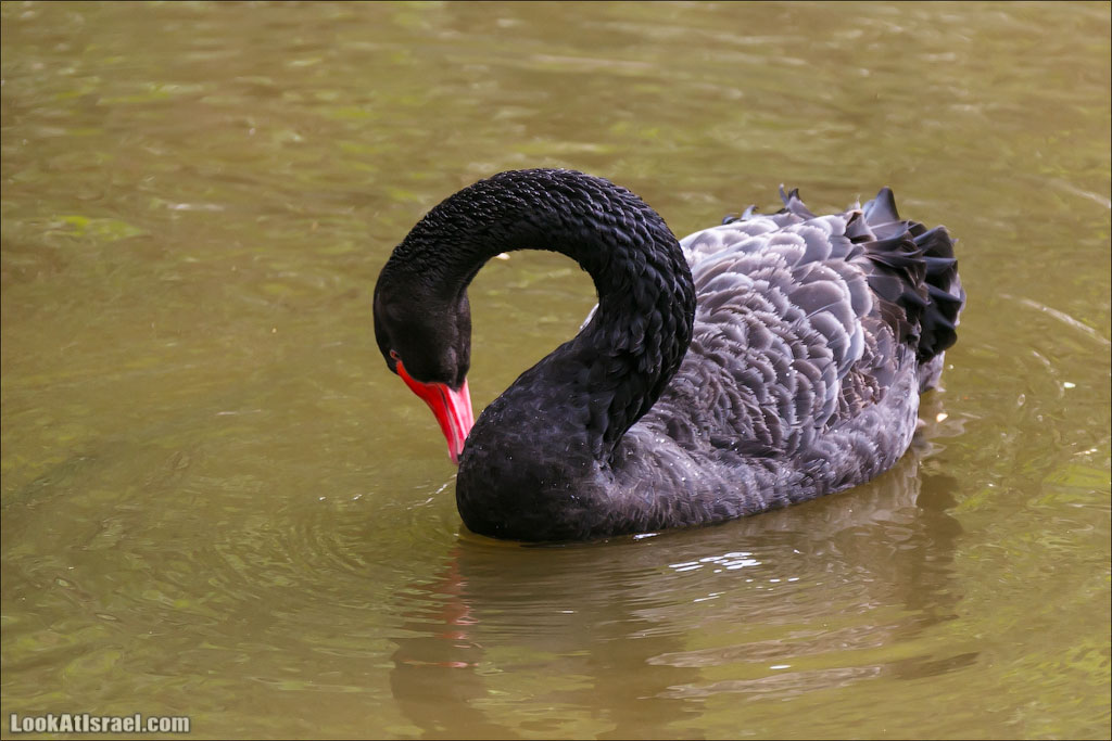 Ган Гуру - парк с кенгуру и другими австралийскими животными | Gan Guru | גן גורו | LookAtIsrael.com - Фото путешествия по Израилю
