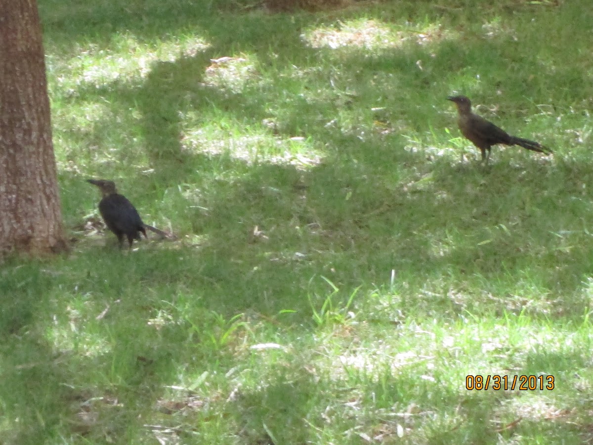 Great-tailed Grackle (Female)