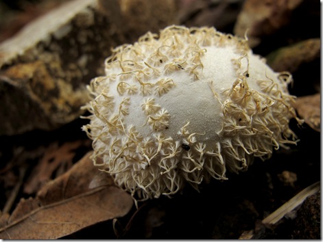 worn spiny puffball view 2