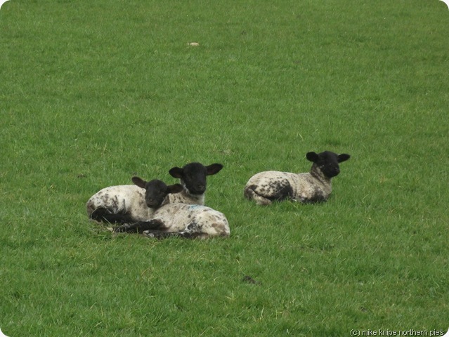 reservoir lambs