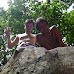 Hike around Finca Neblina del Bosque - La Rampla, Nicaragua esteli-jinotega-miraflor_097.jpg