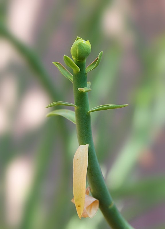 [120308_Euphorbia-mauritanica%255B3%255D.jpg]