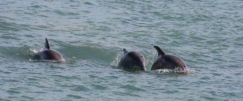 South Padre Island Dolphins