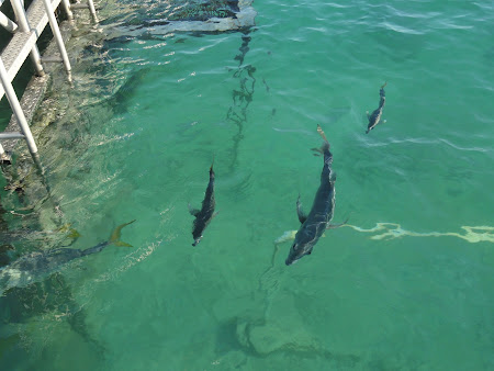  delfini XelHa Mexic