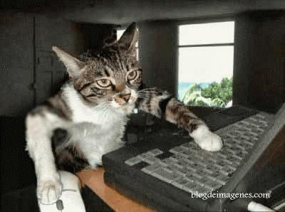 gato con ordenador