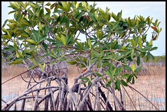 09d - Mangrove