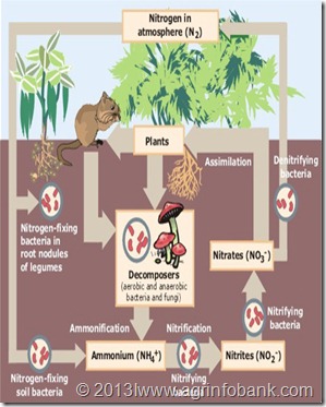 The Role Of Nitrogen In Plants | Farming: Feed the hungry world