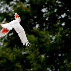 Major Mitchell's cockatoo