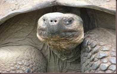 Amazing Animals Pictures Pinta Island tortoise (3)