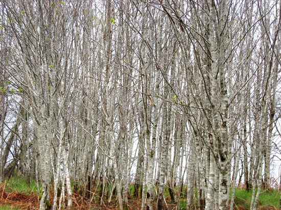 Lochside birch trees