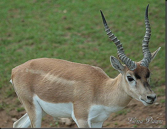 Safari_Blackbuck2