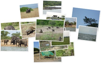 Uganda 2011 - Safari QENP anzeigen