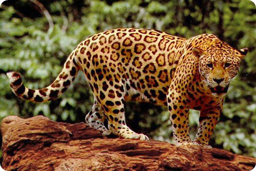 giaguaro2