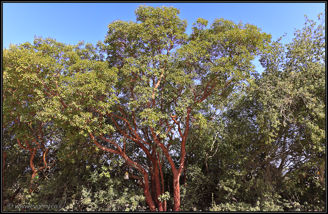 Гора Летчиков | Mt Tayasim | הר הטייסים | LookAtIsrael.com - Фото путешествия по Израилю
