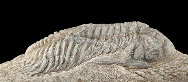 [TrilobitesMetacanthina3.jpg]