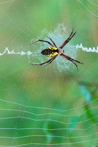 Spinning-a-web-argiope
