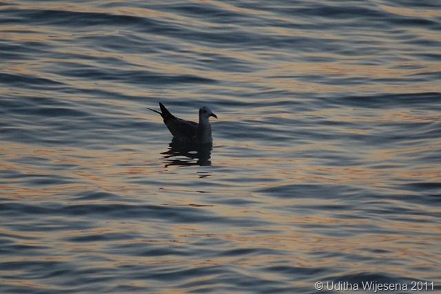 DSC_0846 DSC_0846