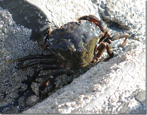 28-shore-crab