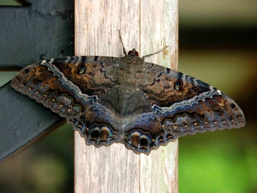 [Black-Witch-Moth-Ascalapha-odorata%255B2%255D.jpg]