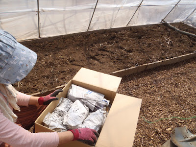 [最も好ましい] さつまいも 苗 保管 577316-サツマイモ 苗 保管 法