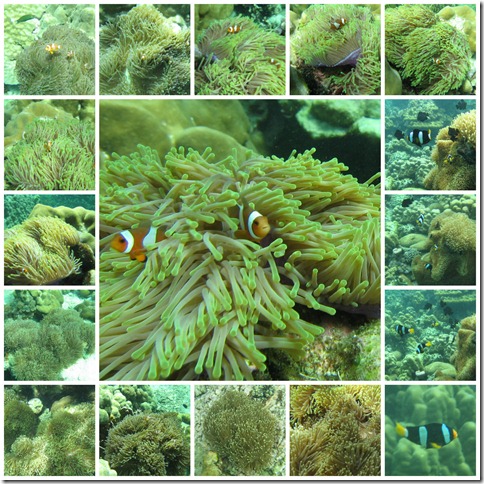 anemone_clownfish