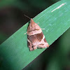 brown and white moth